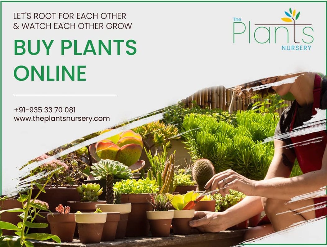 The Plants Nursery - Buy Plants Online Bangalore