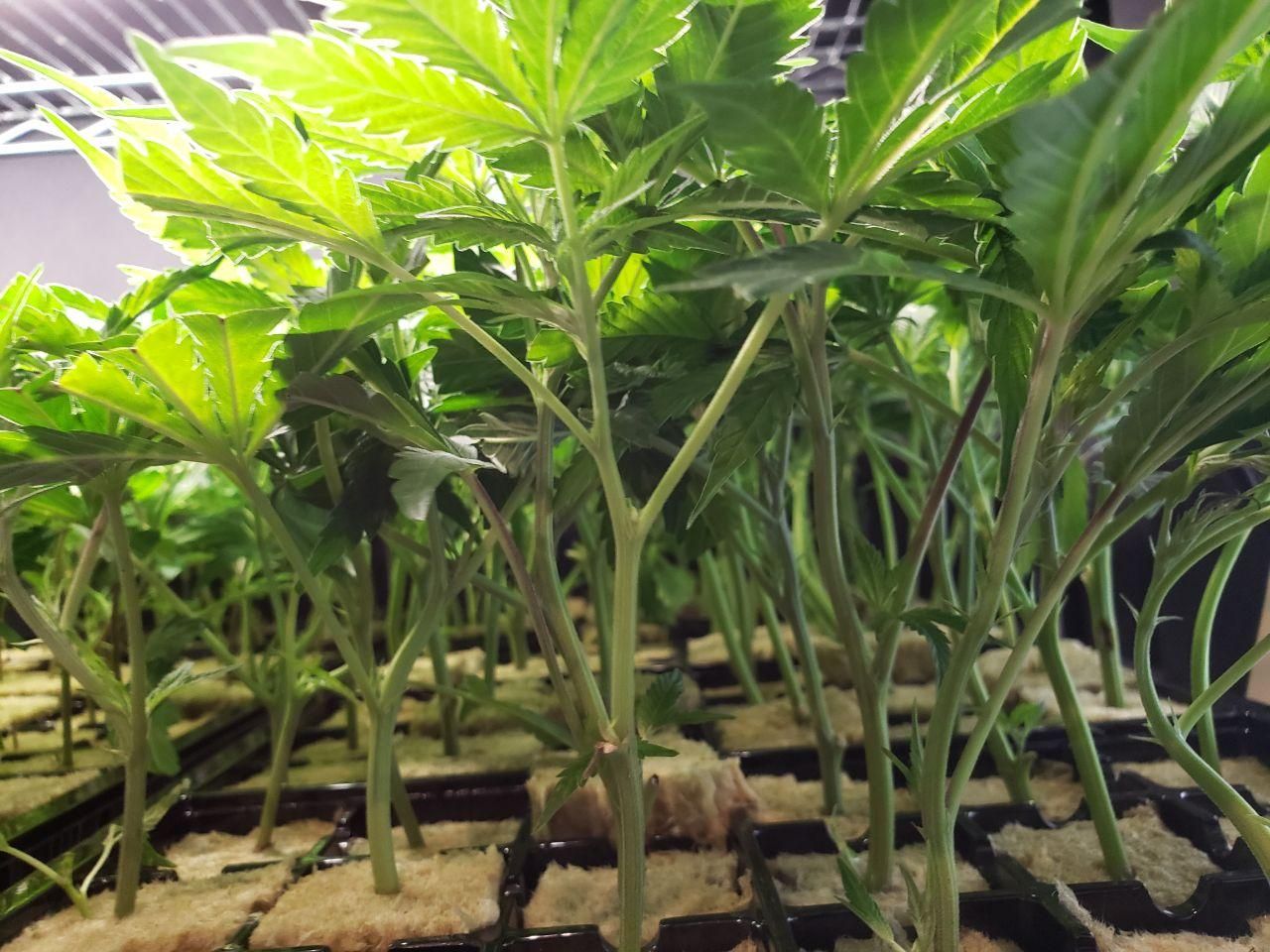 Fresh and healthy clones