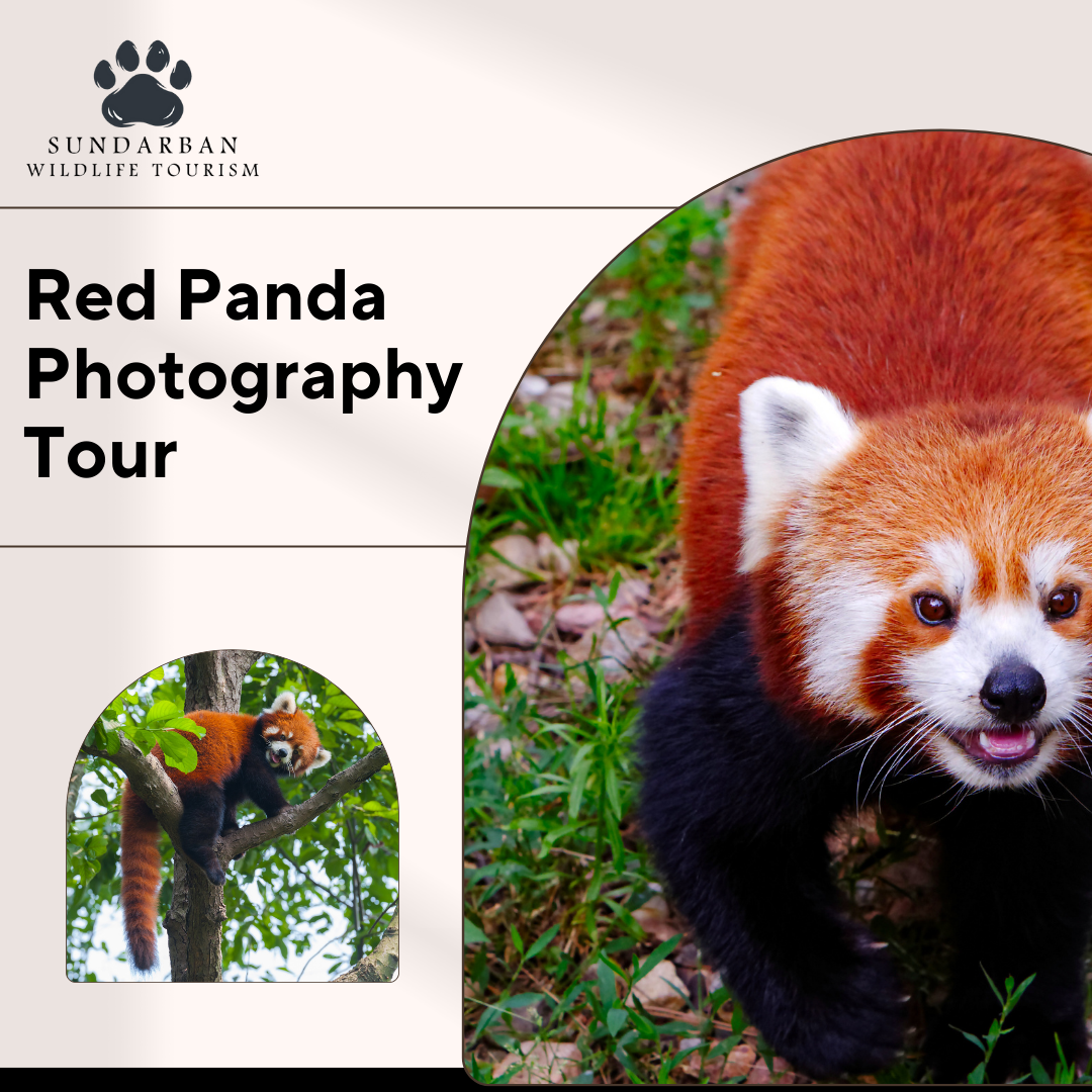 What is a Red Panda Photography Tour and what does it include