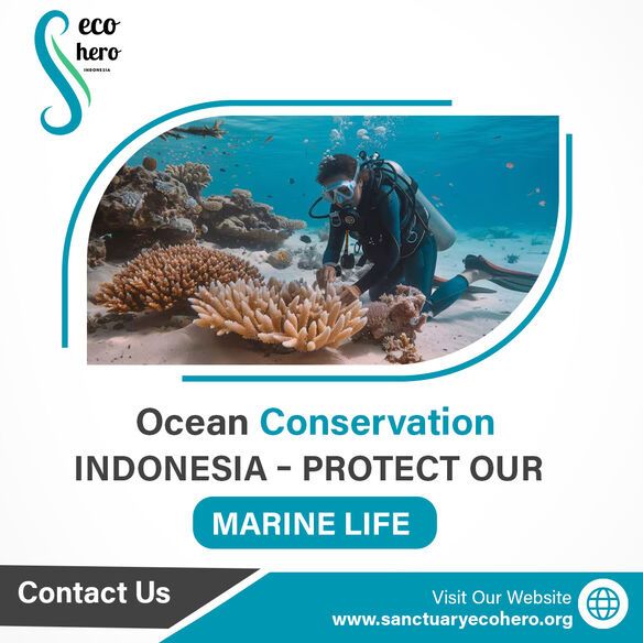 Ocean Conservation Indonesia – Protect Our Marine Life