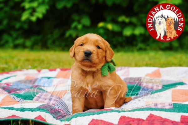 English Golden Retriever: Locate Your Light-Colored Golden Companion