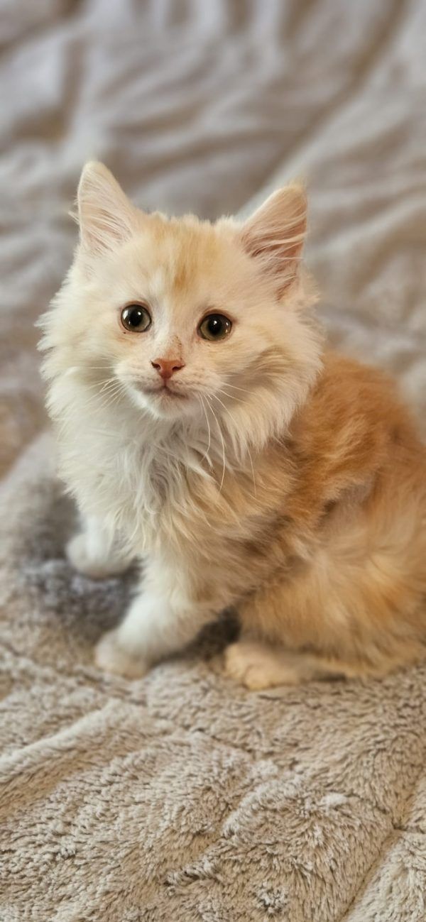 Maine Coon Kittens For Sale In Michigan: Beautiful, Loyal Family Pets