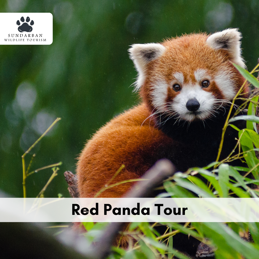 How do I book a Red Panda Tour?