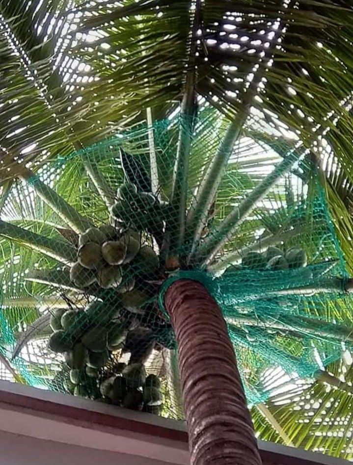Best Coconut Tree Safety Nets in Bangalore | Call 
