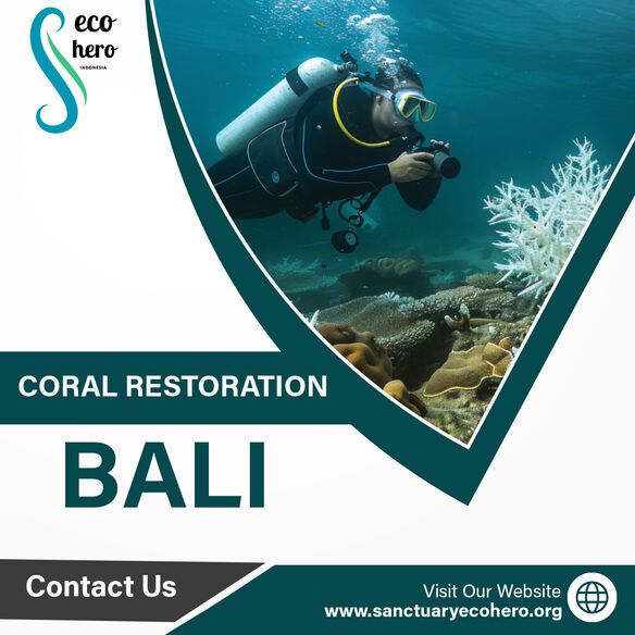 Coral Restoration bali