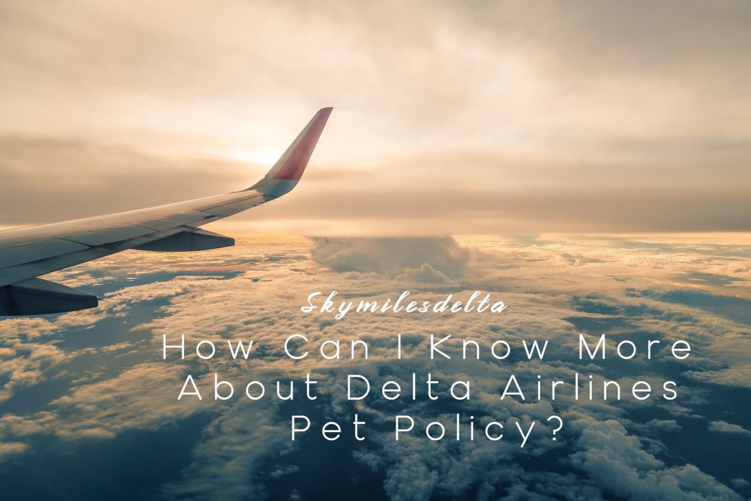 How Can I Know More About Delta Airlines Pet Policy?