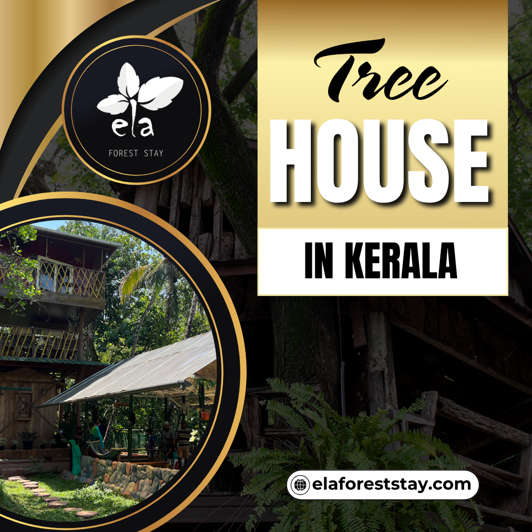What Amenities Are Provided in a Tree House in Kerala?