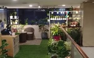 Smart, Hassle-Free Office Plant Rental in Mumbai – Greenlands