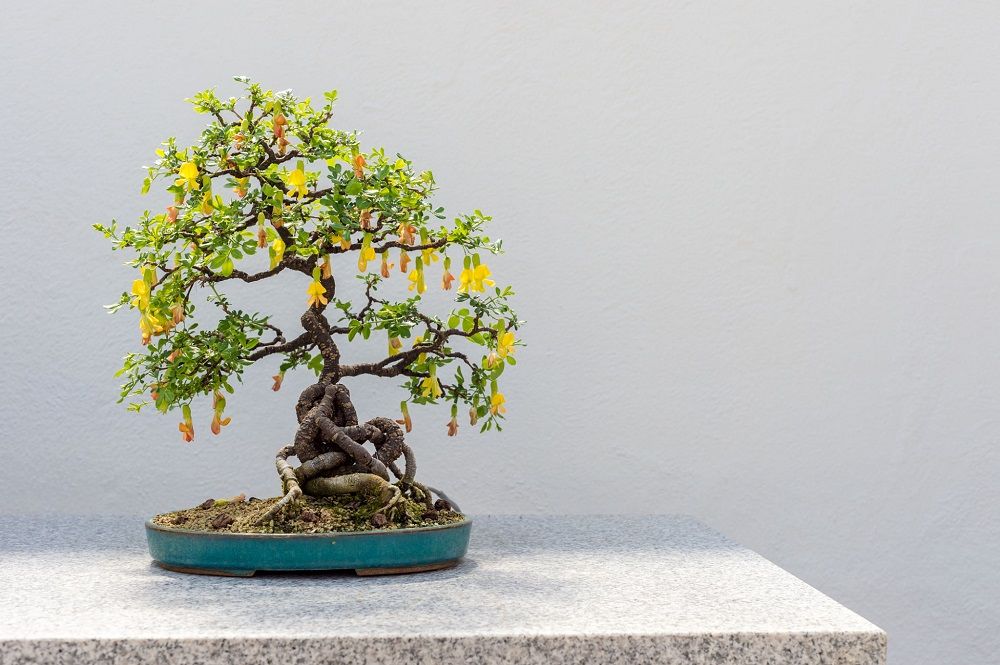 Wholesale Artificial Bonsai Tree Supplier Online