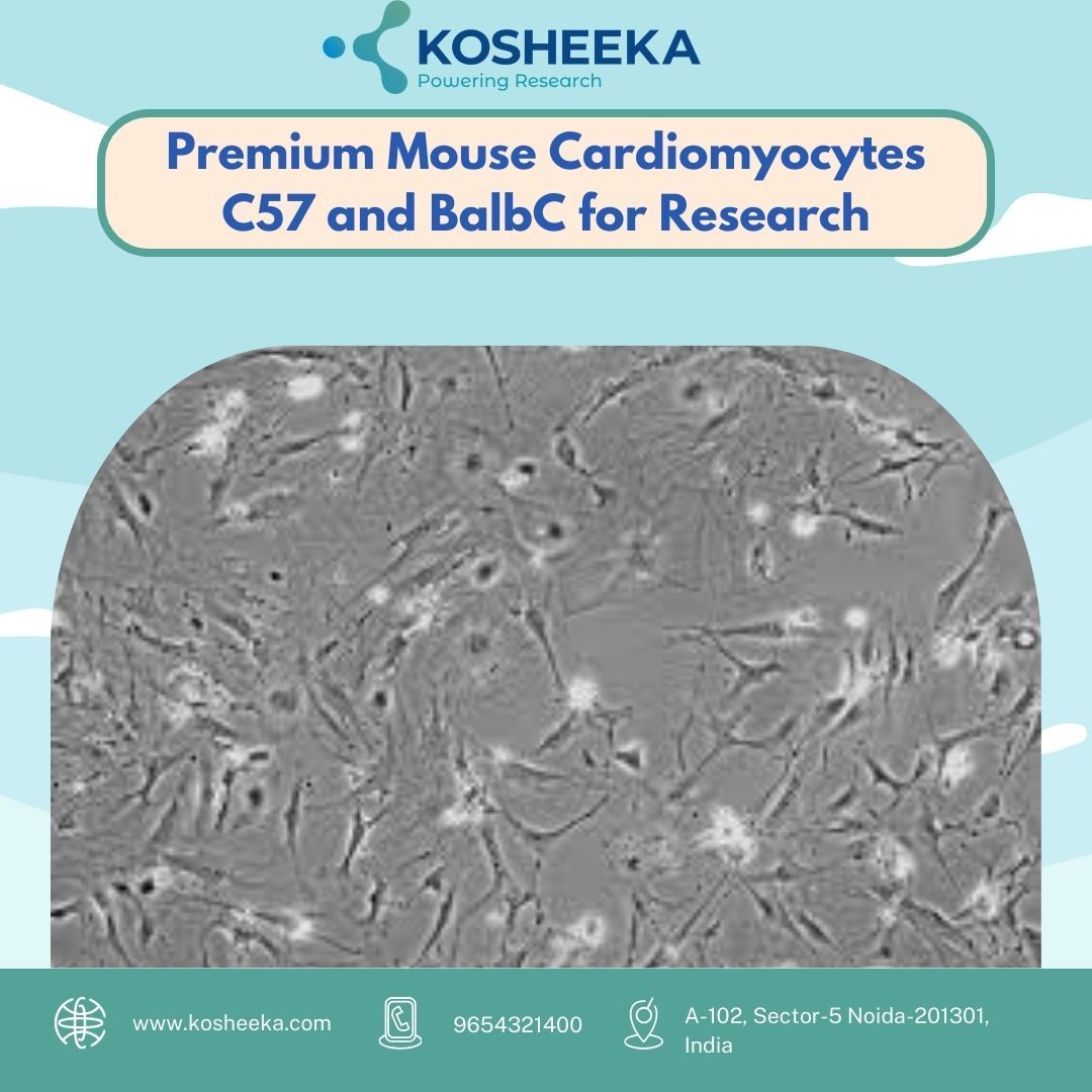 Premium Mouse Cardiomyocytes C57 and BalbC for Research