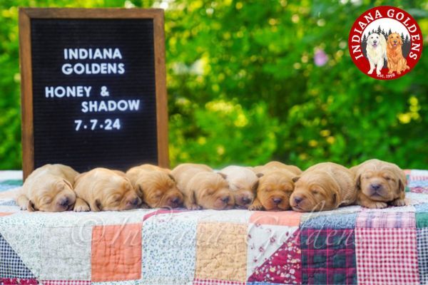 Golden Retriever Puppies Indiana: Find Your Cuddly Buddy in Indiana