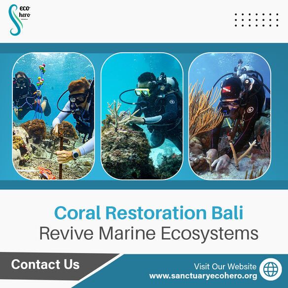 Coral Restoration Bali – Revive Marine Ecosystems