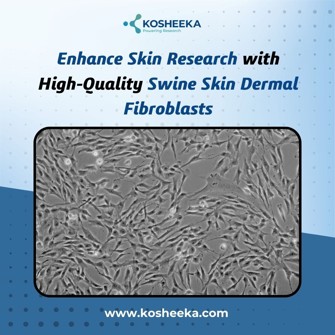 Enhance Skin Research with High-Quality Swine Skin Dermal Fibroblasts