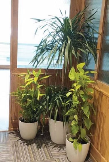 Hire Plants for Events and Let Your Celebrations Blossom with Style – GreenLands