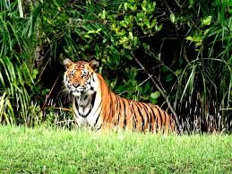 Package Tour Operator For Sundarban