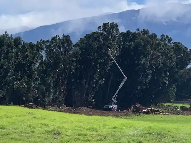 Land Clearing by Local Arborist Hilo Hawaii – Arborist Services, LLC