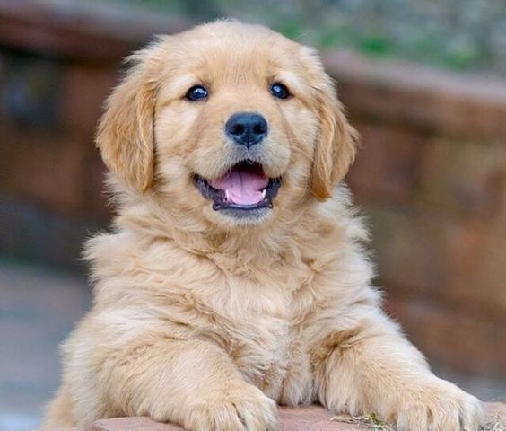 Get Your Golden Retriever Puppy in Tennessee