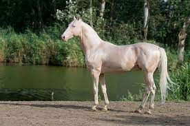 Have you ever seen a  Hairless Horse ? | Iscream Sundae