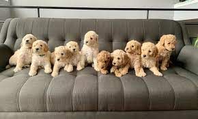 Buy Goldendoodle Puppies for Sale in Indiana at the Best Price