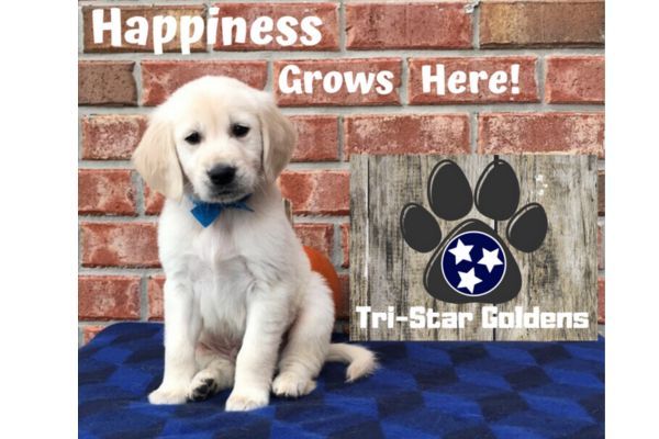 Golden Retrievers Tennessee: Furry Partner at TriStar Goldens