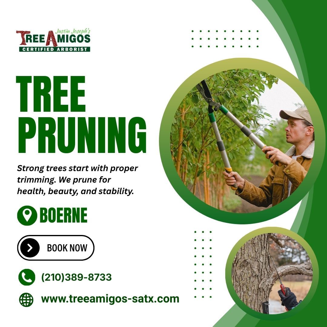Tree Pruning In Boerne