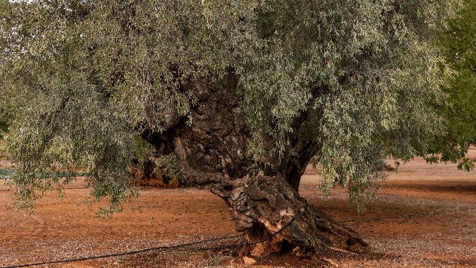 Cold Extraction Olive Oil by Masseria Carrassa – Pure & Authentic Taste