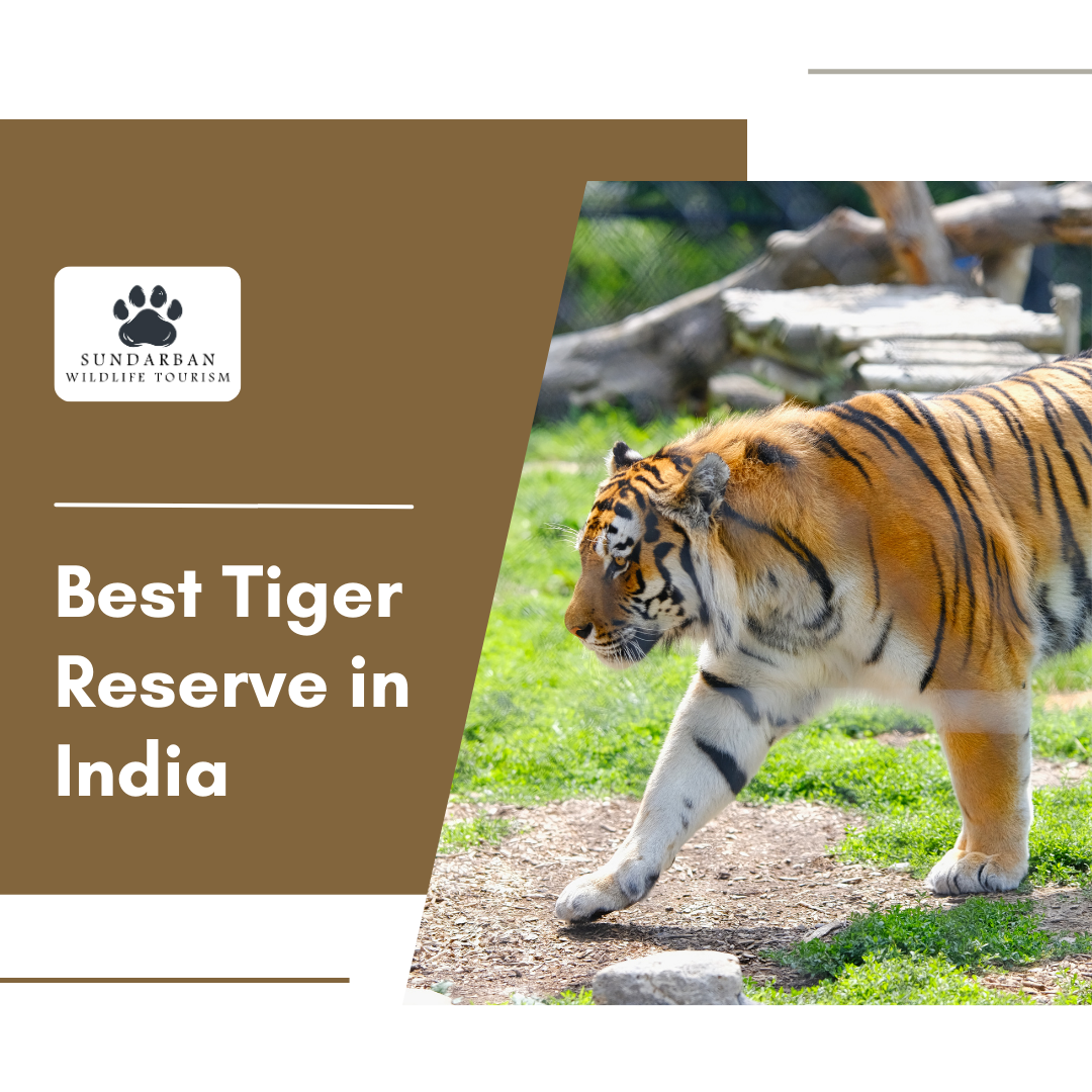 Explore the Best Tiger Reserves in India – Book Your Safari Now