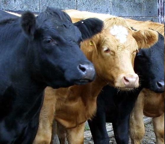 Nguni Cow for sale ,dooper sheeps,Angus ,Brahman, Sussex Cattle,Bonsmara Beef 