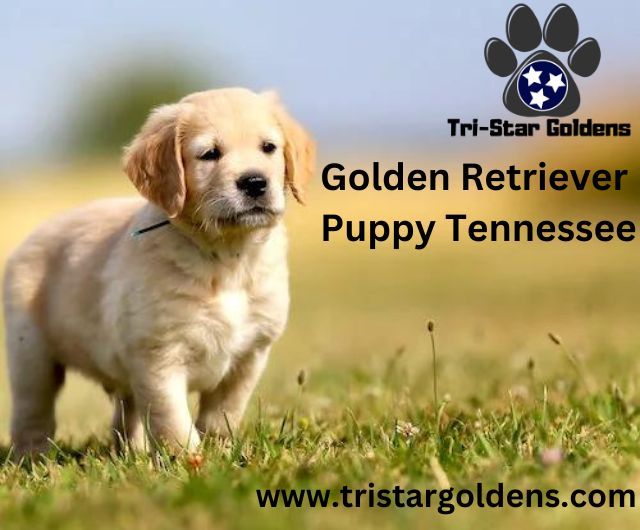 Golden Retriever Puppy Tennessee: Superior Bloodline Puppies for Purchase 