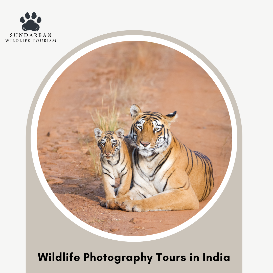 How to Choose the  Wildlife photography tours in India