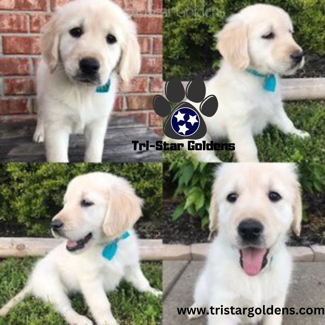 Golden Retrievers Tennessee: Meet Your Forever Friend at TriStar Goldens