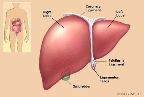 Liver Specialists | Liver doctor | Hepatologist | Houston