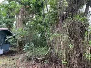 Big Island Land Clearing Services You Can Trust – Arborist Services, LLC