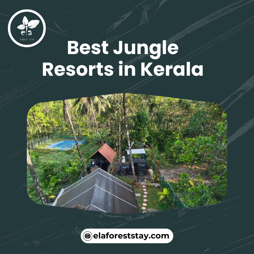 What amenities are available at the best jungle resorts in Kerala