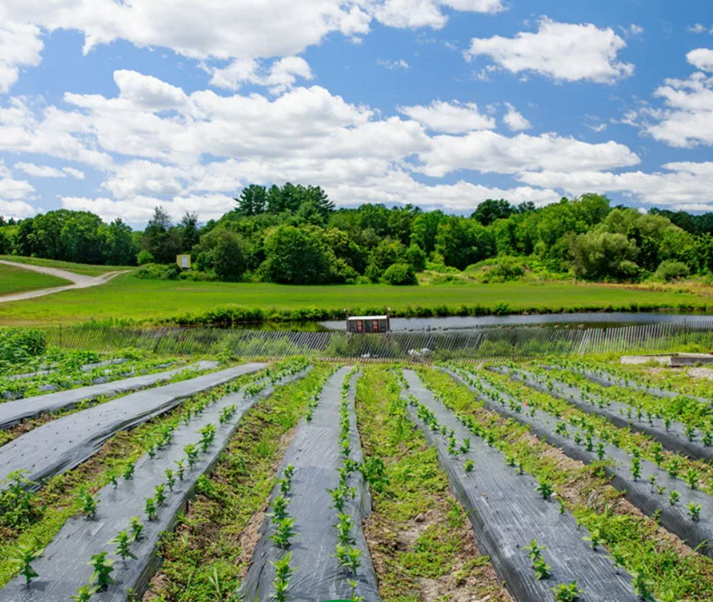 Neha Mulch Films – Leading Mulch Film Manufacturer in Kolkata