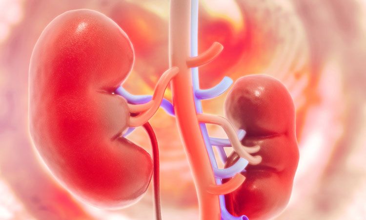 Yes, You Can Avail The Most Economical Kidney Transplant Procedure in India