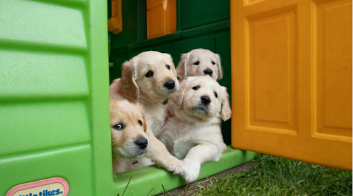 Buy Pet Houses with Free Shipping at Tommy Casa