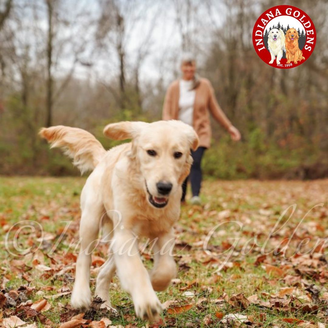 English Cream Golden Retriever: AKC Certified, and Child-friendly 