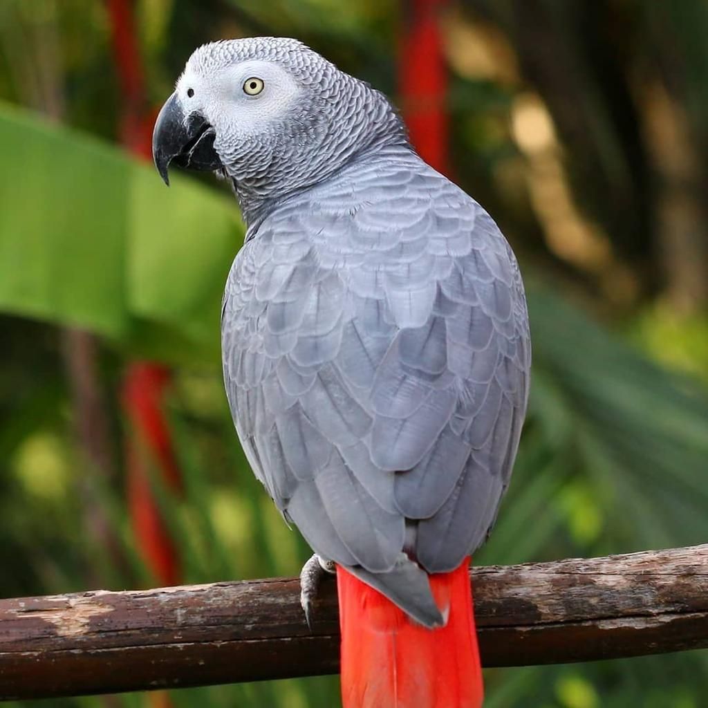 African Grey Parrots available for sale 