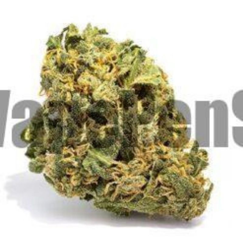 Buy Sativa Marijuana Strains From Authentic Local Source in California