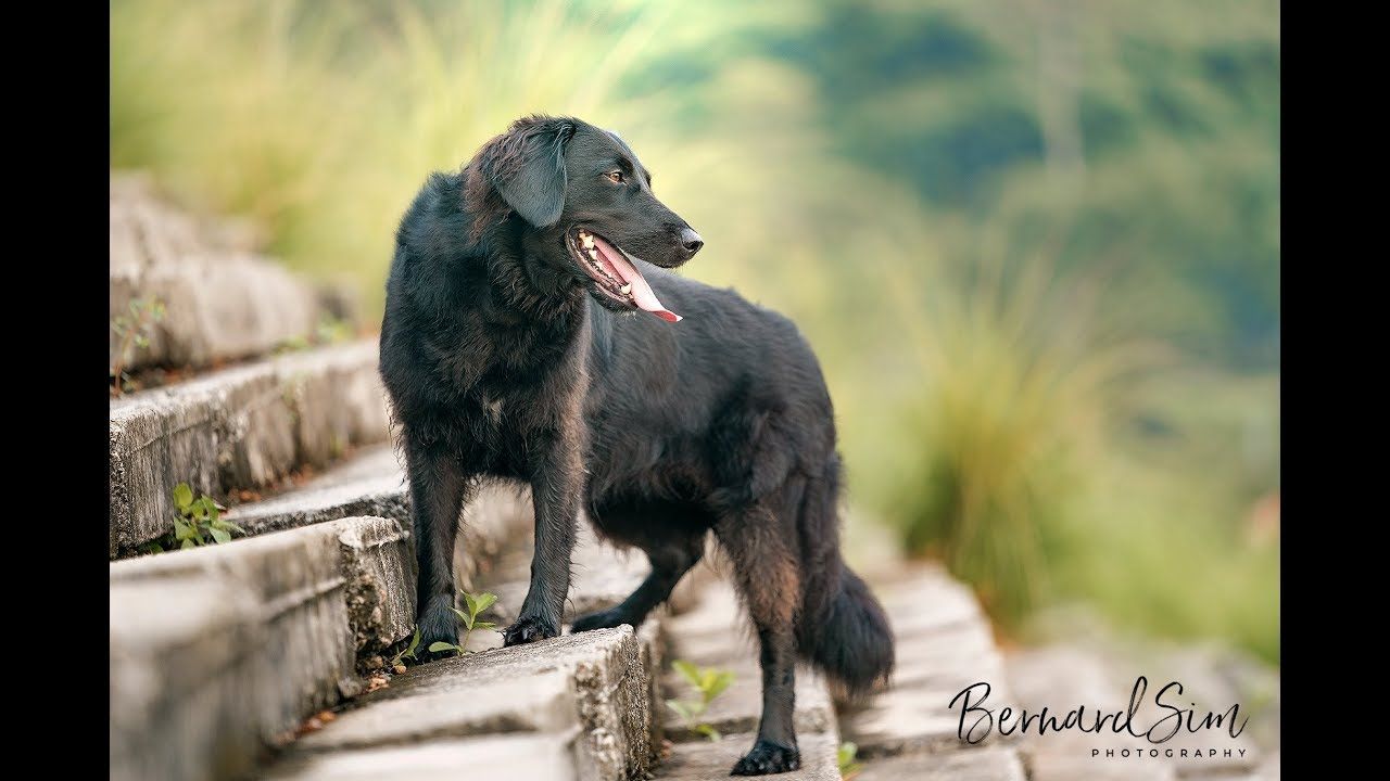 The Best Pet Portrait in Singapore