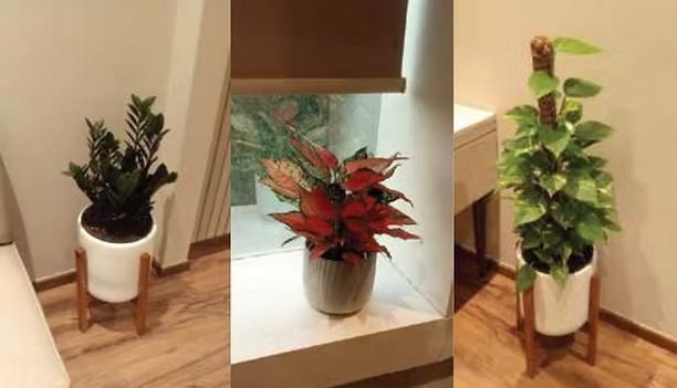 Elevate Your Workspace with Office Plant Rental – Greenlands