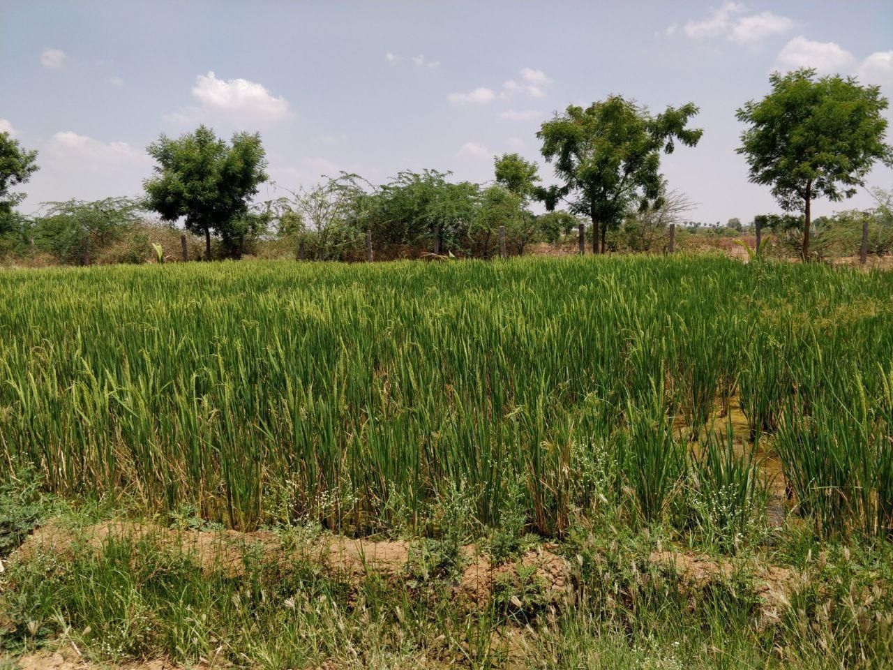 Agriculture land for sale in Andhra Pradesh