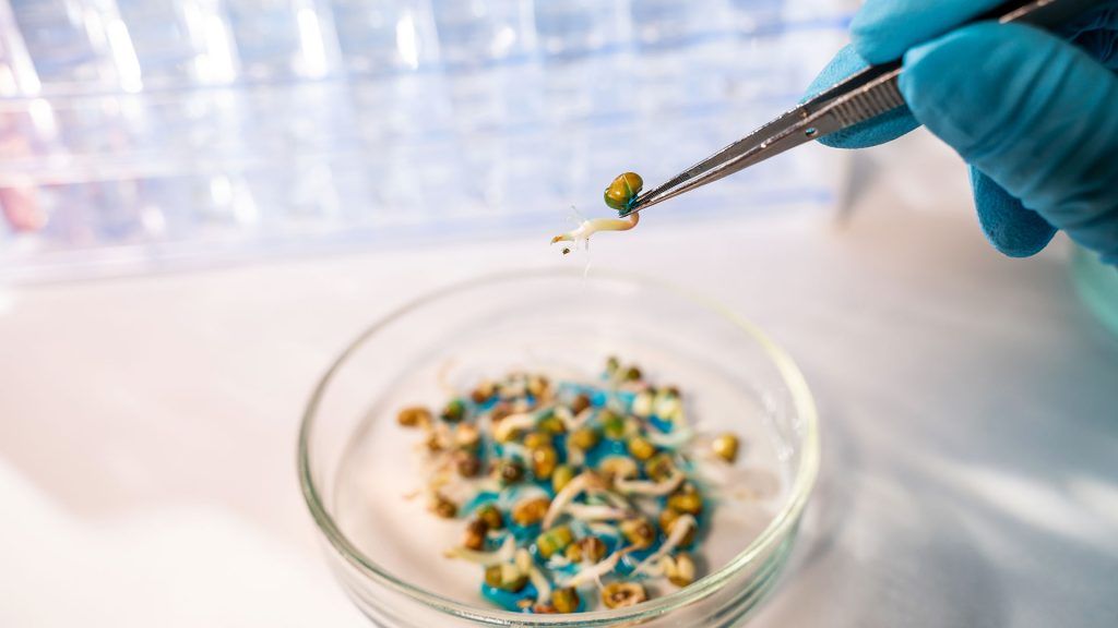 DNA Based GMO Testing Laboratory in UAE
