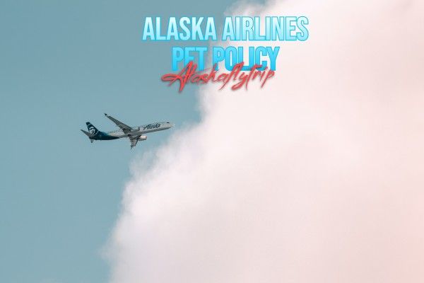 A Guide to Alaska Airlines Pet Policy | Alaskaflytrip
