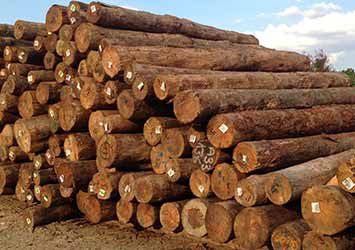 Softwood Suppliers in India