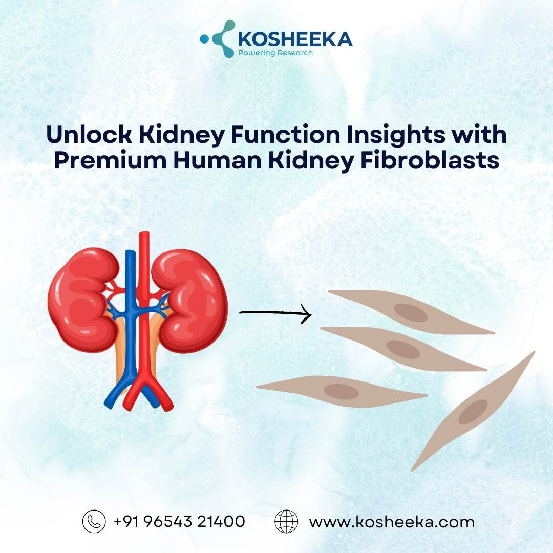 Unlock Kidney Function Insights with Premium Human Kidney Fibroblasts