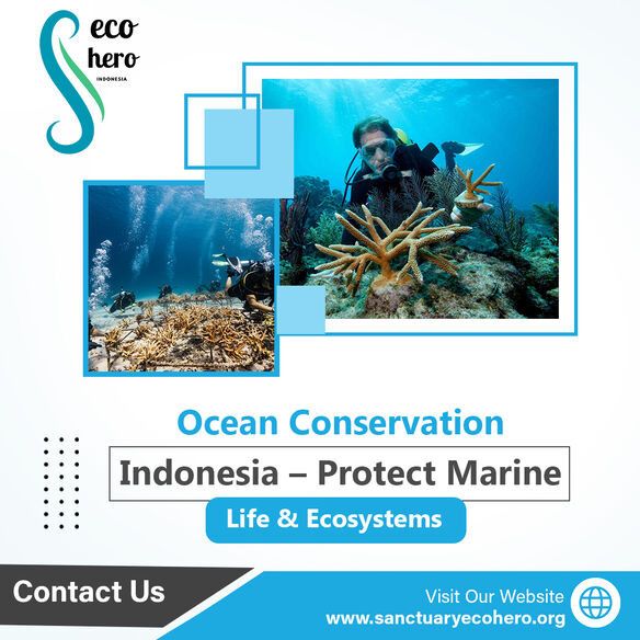 Ocean Conservation Indonesia – Protect Marine Life & Ecosystems
