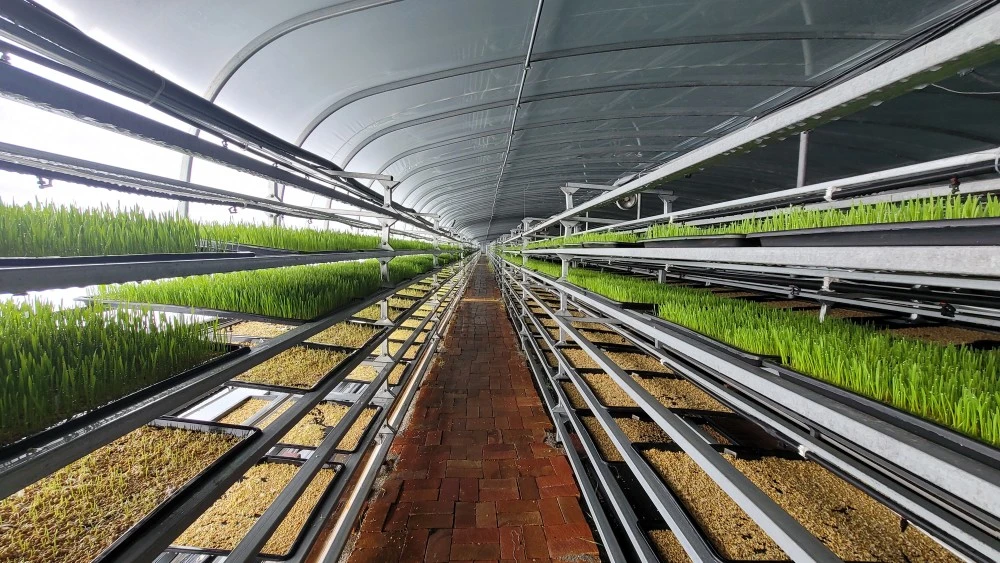 HydroFodder - Hydroponic fodder growing system