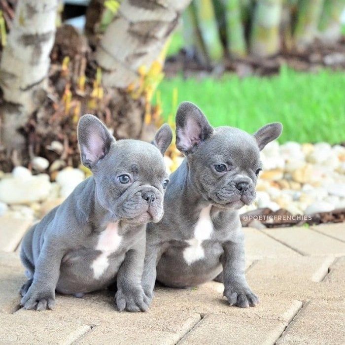 Male and Female Trained French Bulldog Puppies